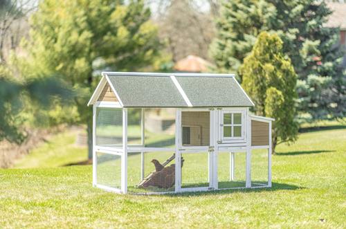 Show full view: Zylina Superior Hen House slide 2 of 9