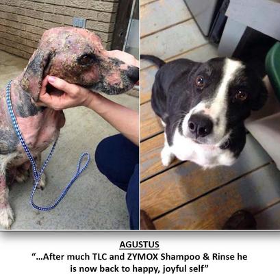 Show full view: Zymox Veterinary Strength Enzymatic Dog & Cat Leave-on Conditioner, 12-fl oz bottle slide 6 of 10