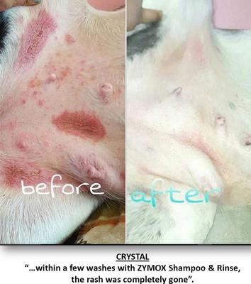 Show full view: Zymox Veterinary Strength Enzymatic Dog & Cat Leave-on Conditioner, 1-gal bottle slide 4 of 11