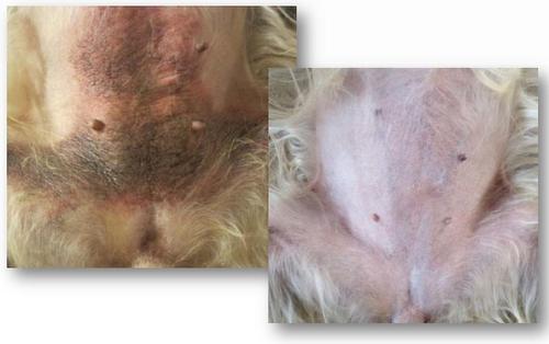 Show full view: Zymox Veterinary Strength Enzymatic Dog & Cat Leave-on Conditioner, 1-gal bottle slide 5 of 11