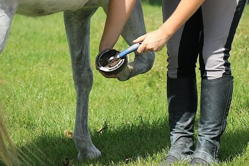 Oster Equine Care Horse Hoof Pick, Blue