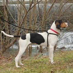 Harness Lead Polyester No Pull Dog Harness, Black, Small/Medium slide 2 of 3