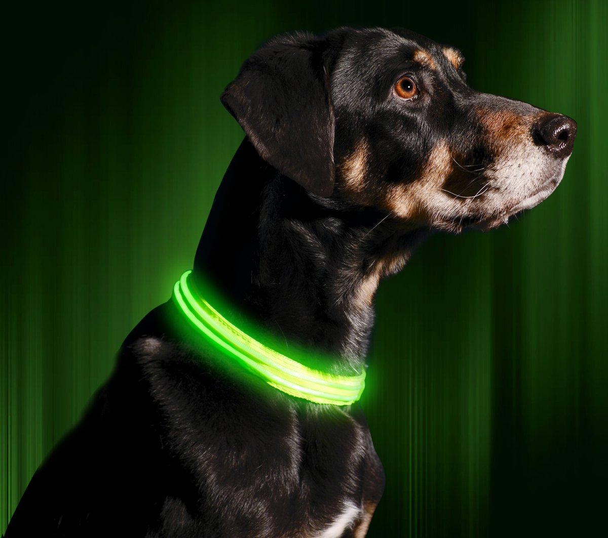 Illumiseen led dog collar hot sale charger