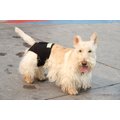 Healers Rear Anxiety Vest for Dogs, XX-Small