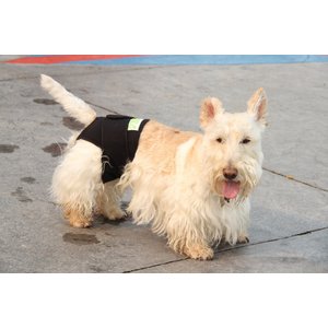 Healers Rear Anxiety Vest for Dogs, X-Small
