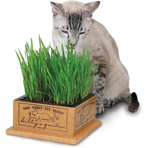 Pot d'herbe à chat cat it Senses 2.0 Grass Planter recouvert d'une grille -  HORNBACH