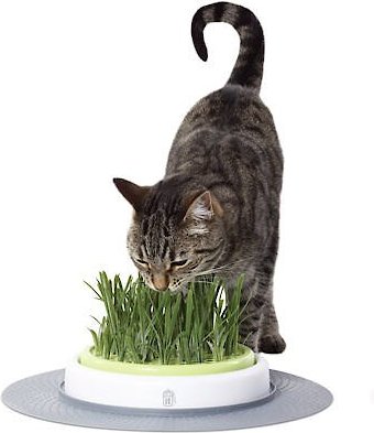 Chewy shop cat grass