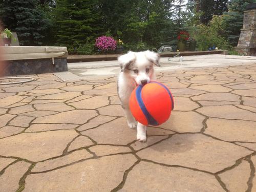 Show full view: Chuckit! Kick Fetch Ball Dog Toy, Small slide 2 of 7