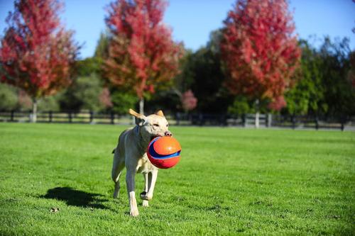 Show full view: Chuckit! Kick Fetch Ball Dog Toy, Small slide 3 of 7