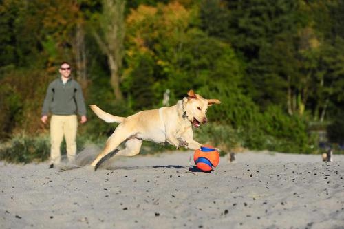 Show full view: Chuckit! Kick Fetch Ball Dog Toy, Small slide 4 of 7