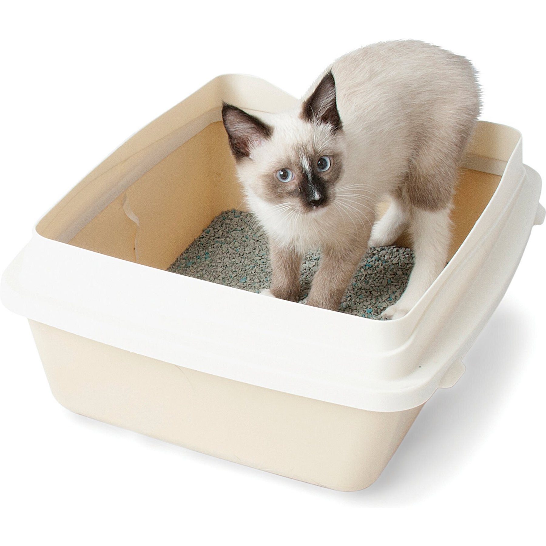 Petmate Large Cat Litter Pan With Rim, Color Varies, Large - Chewy.com