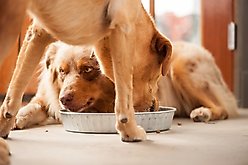 Bergan Jumbo Galvanized Pet Bowl, 14 cup slide 2 of 4