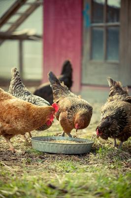 Show full view: Bergan Jumbo Galvanized Pet Bowl, 14 cup slide 3 of 6