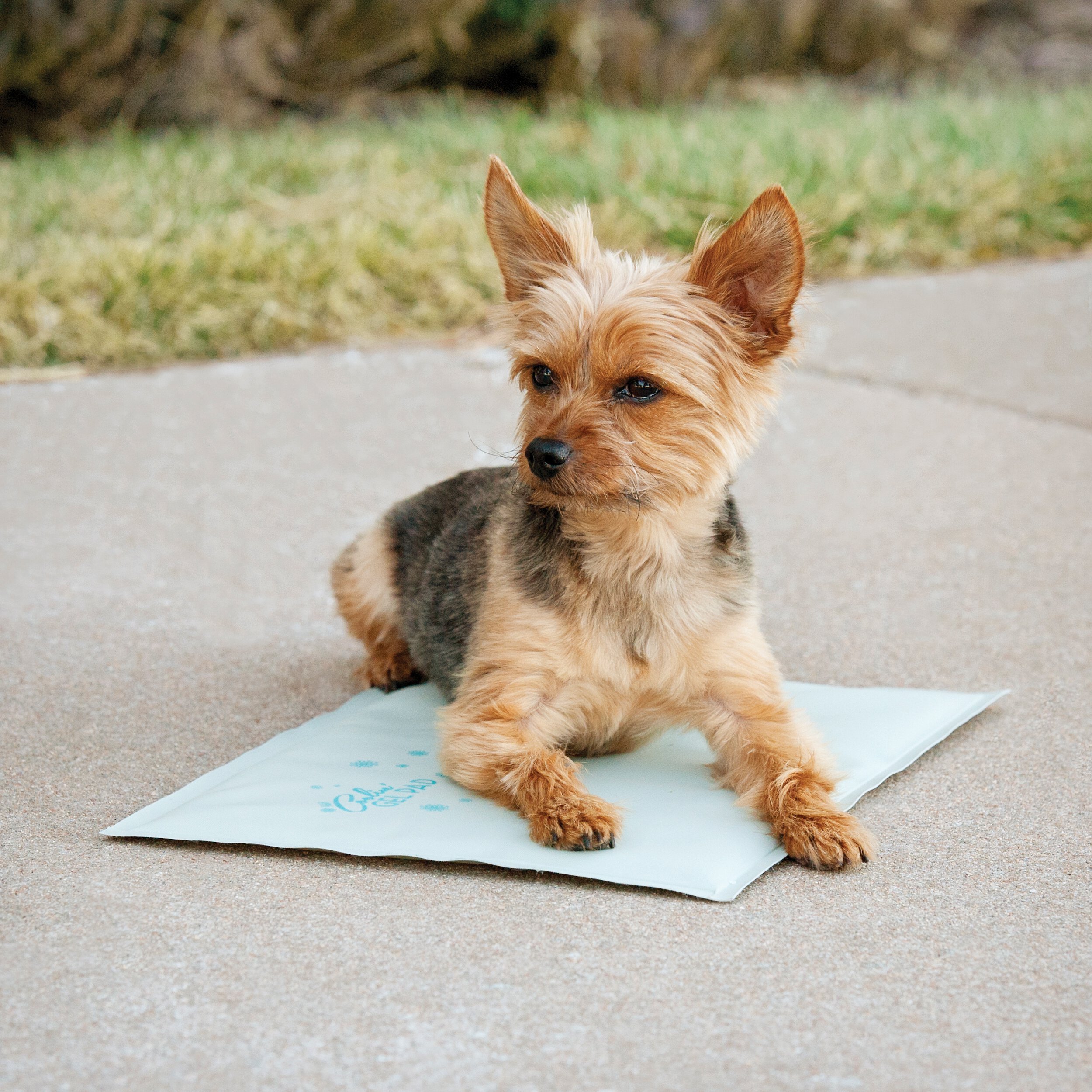 Product Reviews for K H PET PRODUCTS Cooling Gel Pad for Dogs Cats