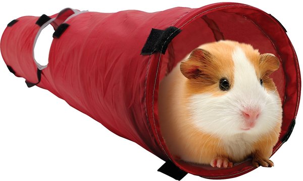 Chewy guinea clearance pig