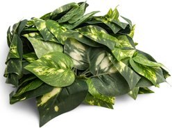 Fluker's Pothos Repta-Vines, 6-ft slide 2 of 2