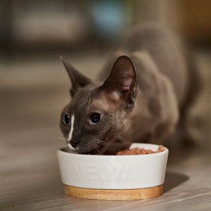 Best wet cat food cheap affordable