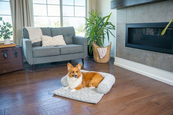 Chewy dog outlet blanket