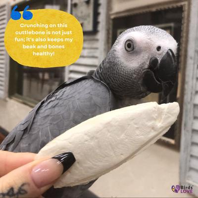 Show full view: Birds LOVE Cuttlebone Calcium Block Supplement for Birds, Tortoise & Snails, 3.5 to 4-in, 2 count slide 4 of 8