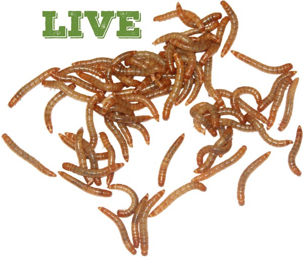 Mack's Natural Reptile Food Standard Mealworms Live Feed Reptile Food
