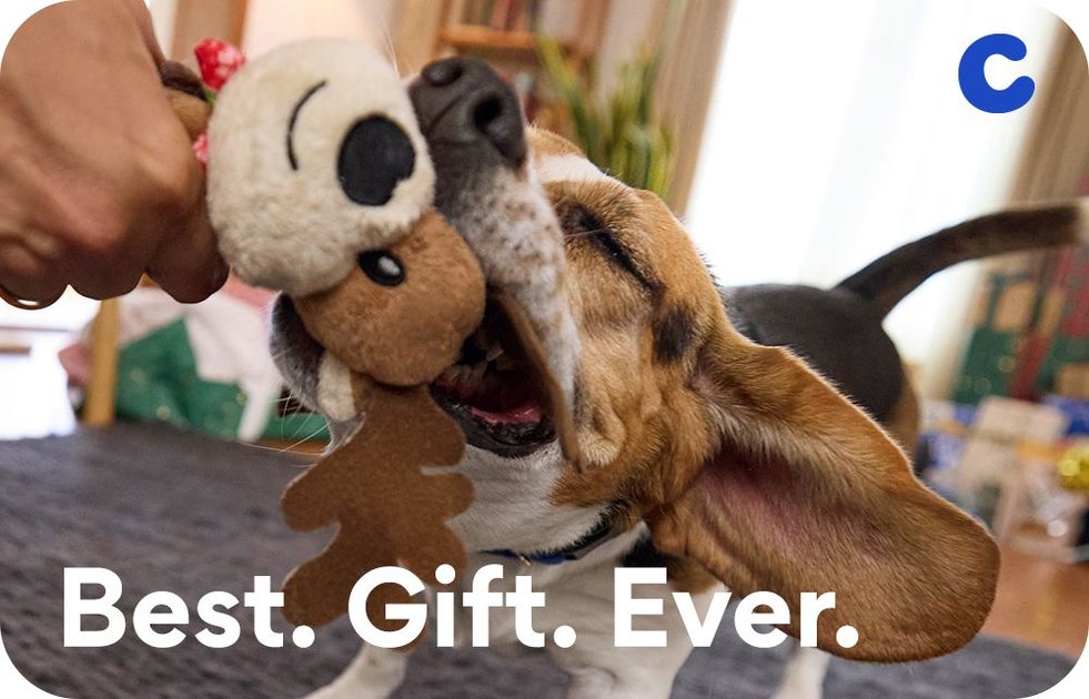 Chewy Picks: The Best Pet Gifts, New Products & More (Free