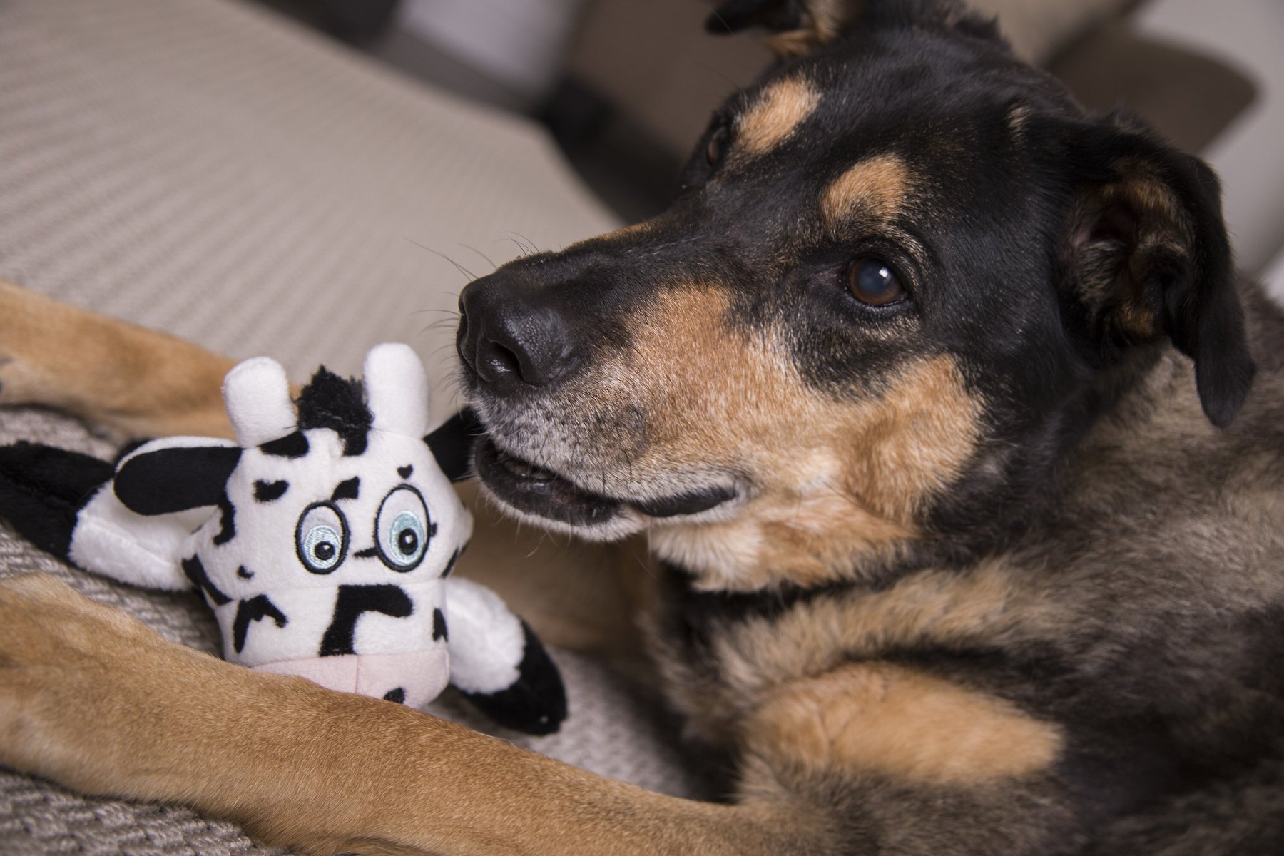 HEAR DOGGY!® Flattie Cow with Chew Guard Technology? and Silent Squeak  Technology? Plush Dog Toy 