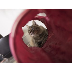 The 7 Best Cat Play Tunnels of 2024
