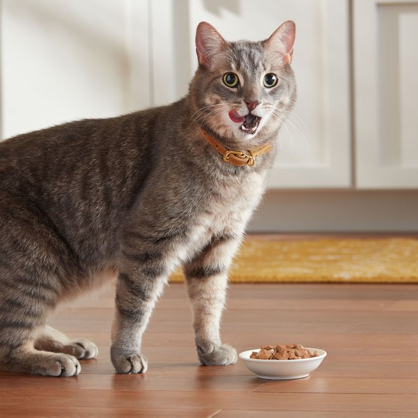 Meow Mix Chunks in Gravy Real Salmon & Ocean Fish Wet Cat Food, 2.75-oz cup, case of 12