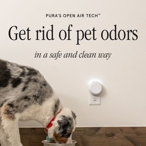 10 Best Cat Safe Air Fresheners 2024: According to Reviews Chewy