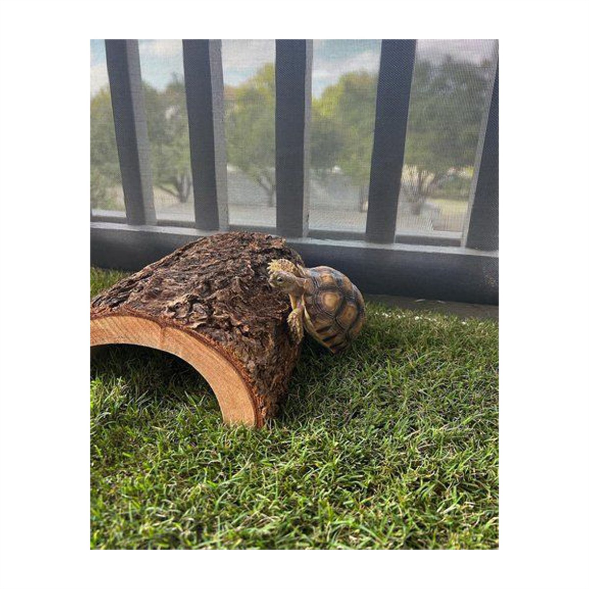Gotta Go Grass Reptile Real Grass Pad Refill, 16-in x 24-in
