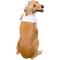 Show in main carousel: Pet Krewe Chef Uniform Dog Costume, Large/X-Large slide 3 of 8