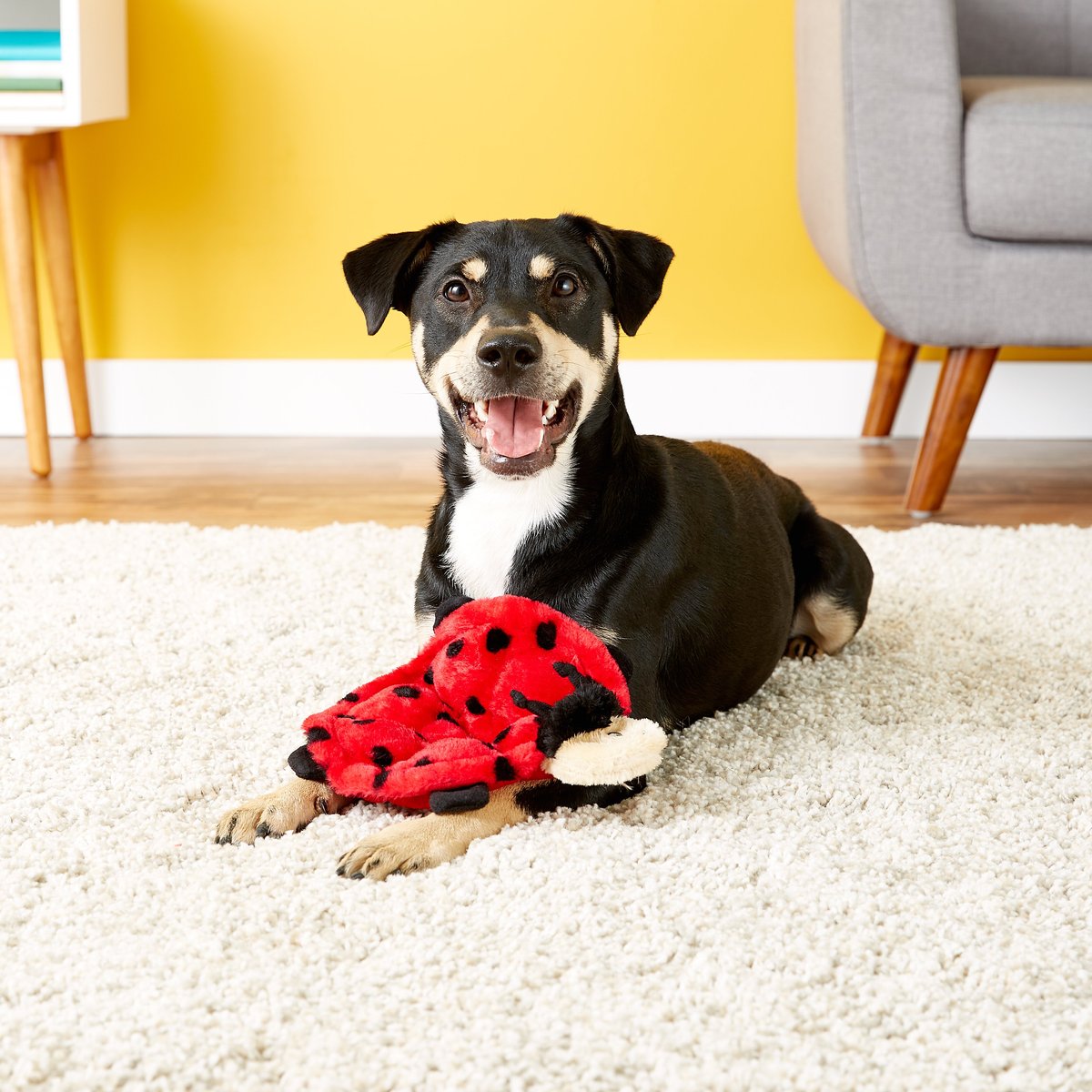 ZIPPYPAWS Squeakie Crawler Betsey the Ladybug Dog Toy Chewy