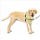 PetSafe Easy Walk Dog Harness, Apple Green, Large