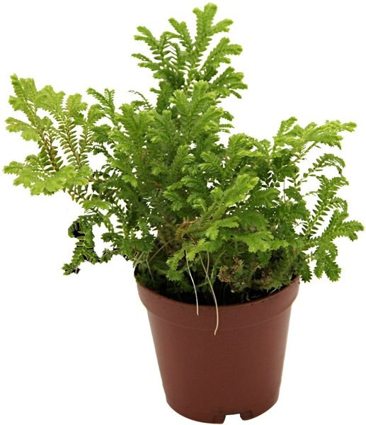 ReptiFauna Assorted Fern Tropical Plant, 2-in Pot, 3 count