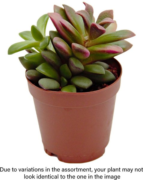 ReptiFauna Assorted Sedum Desert Plant, 2-in Pot, 3 count