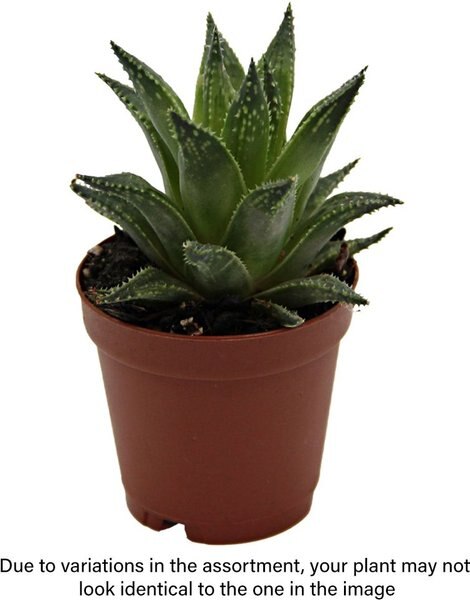 ReptiFauna Assorted Haworthia Desert Plant, 2-in Pot, 3 count