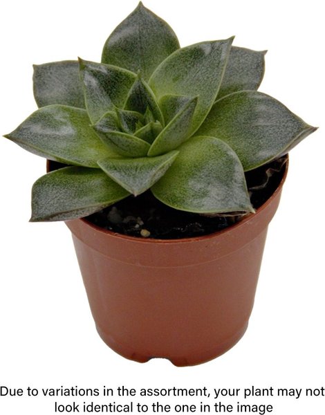 ReptiFauna Assorted Echeveria Desert Plant, 2-in Pot, 3 count