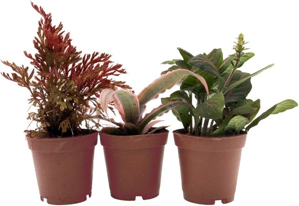 ReptiFauna Guacamole Bromeliad Reptile Plant, 3 count