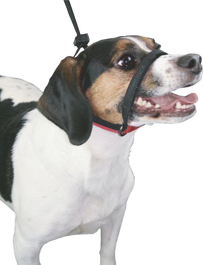 Head control dog outlet leads