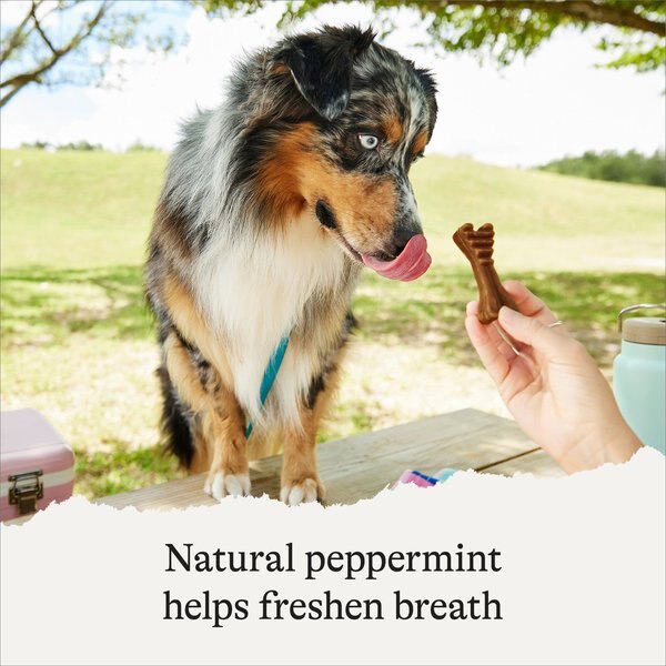 American Journey Grain-Free Medium Dental Dog Treats Mint Flavor