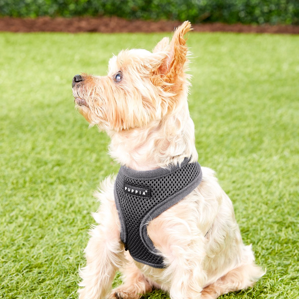 PUPPIA Polyester Back Clip Dog Harness, Grey, X-Small - Chewy.com