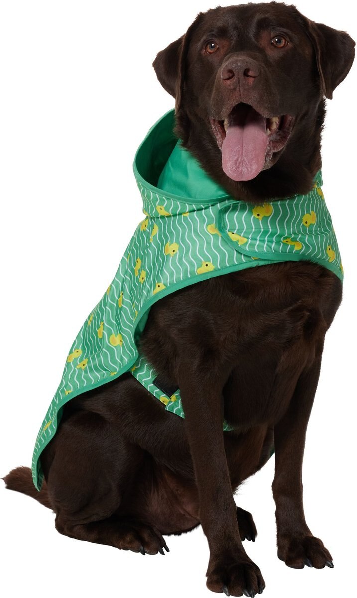 A Chocolate Labrador wearing a green rubber ducky raincoat.