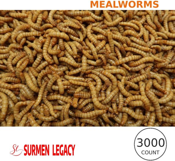 SURMEN LEGACY Gutloaded Mealworms Live Feed Reptile Food, 3/4 to 1