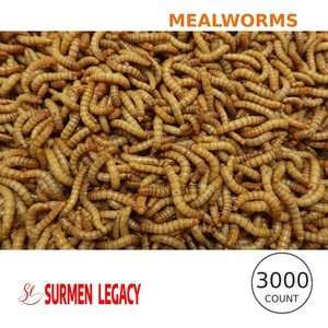 SURMEN LEGACY Gutloaded Giant Mealworms Live Feed Reptile Food, 3/4 to 1-in, 500 count
