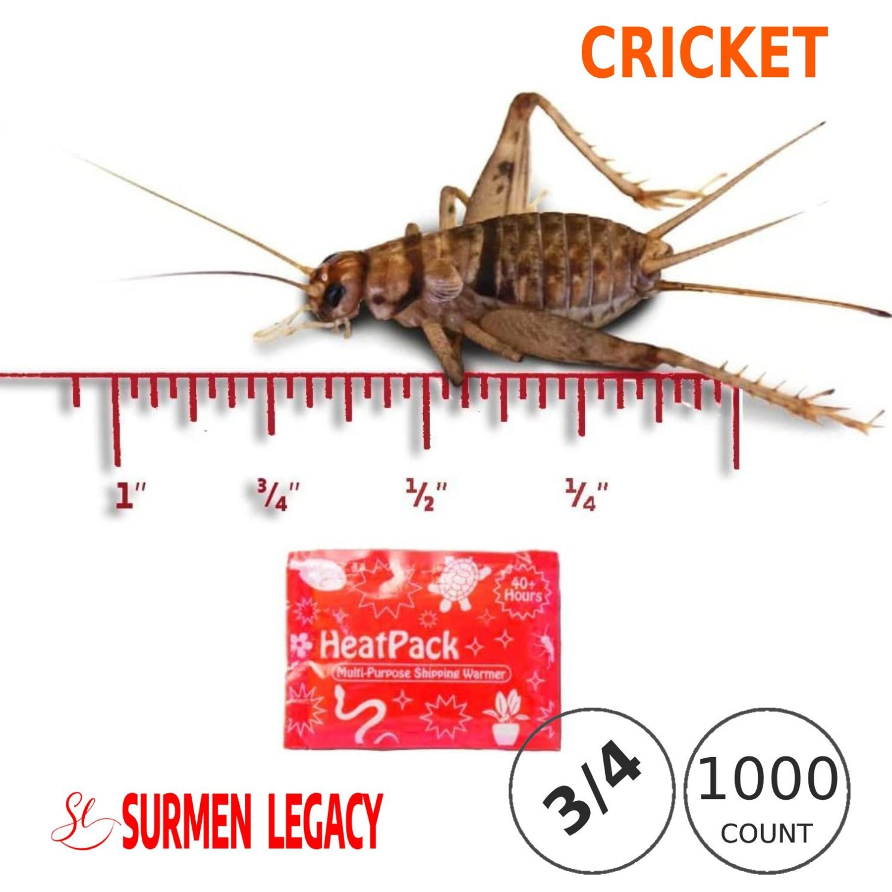 SURMEN LEGACY Gutloaded Banded Crickets Live Feed Reptile Food, 1-in, 1000  count 