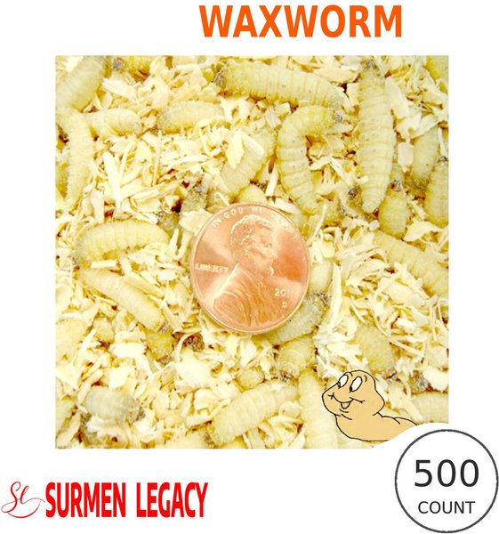 SURMEN LEGACY Waxworms Live Feed Reptile Food, 500 count 