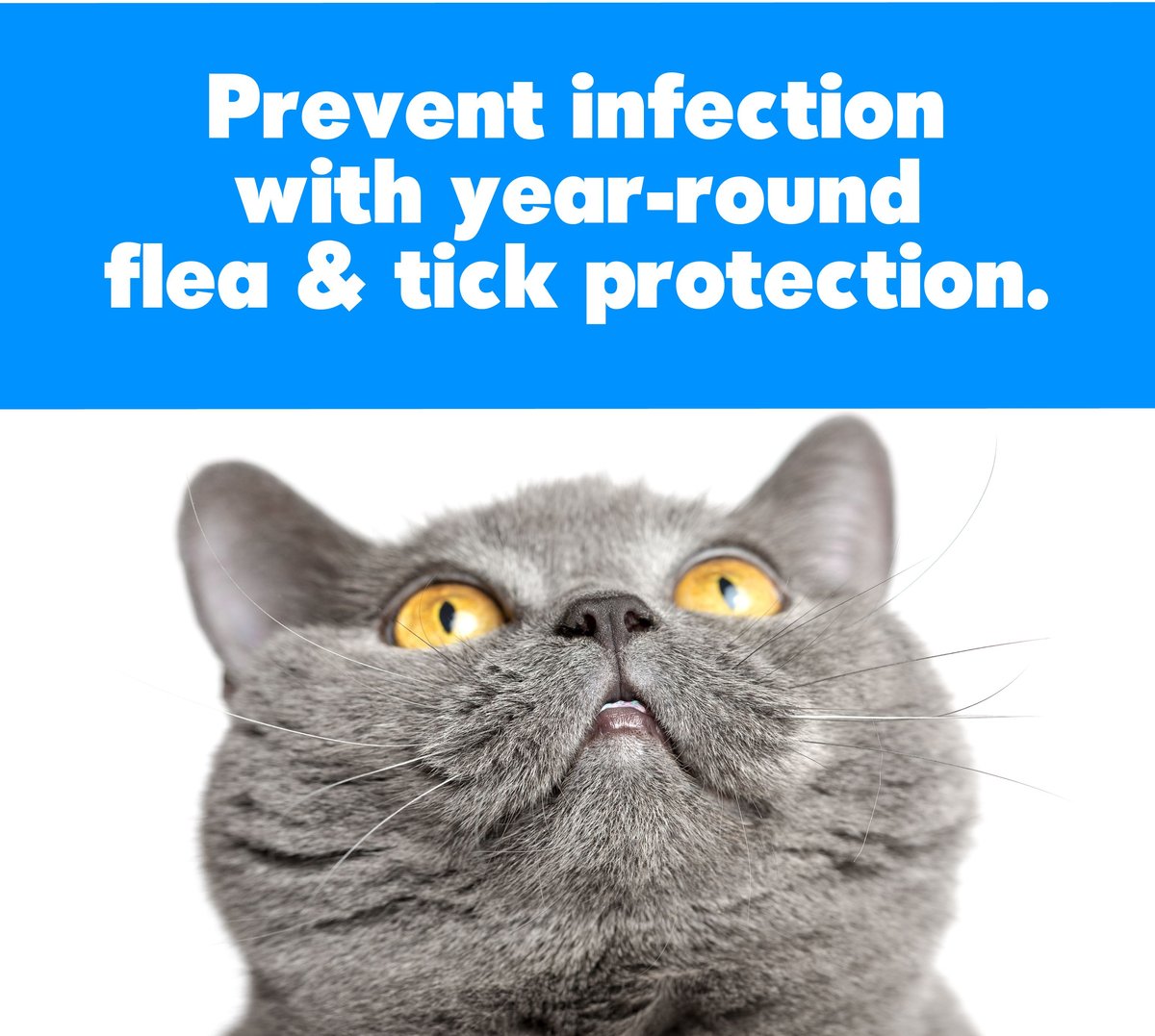 Sergeant's gold flea and 2025 tick shampoo for cats