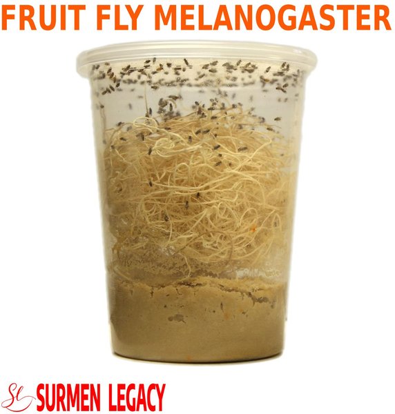 SURMEN LEGACY Freshly Started Wingless Drosophila Melanogaster Fruit Fly Culture Live Feed Reptile Food