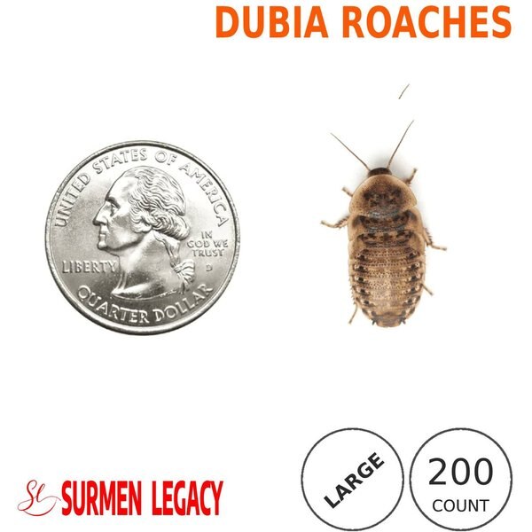SURMEN LEGACY Dubia Roaches Live Feed Reptile Food