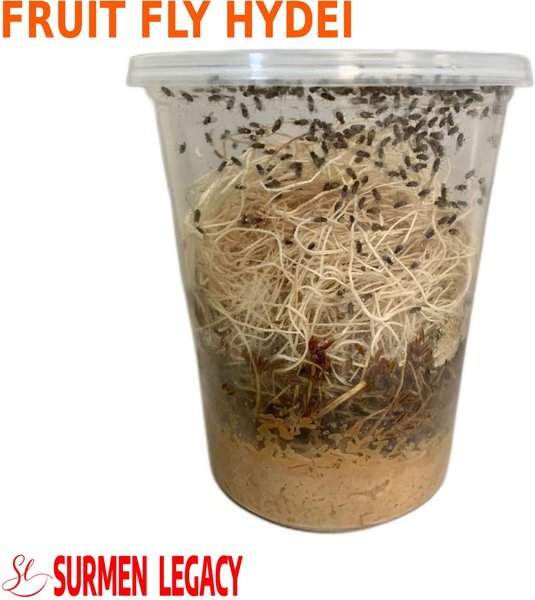 SURMEN LEGACY Freshly Started Flightless Drosophila Hydei Fruit Fly Culture Live Feed Reptile Food